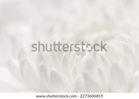 Abstract floral background, white purple chrysanthemum flower petals. Macro flowers backdrop for holiday design. Soft focus