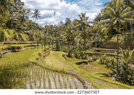 Beautiful rice terraces, in Tegalalang, Bali, Indonesia