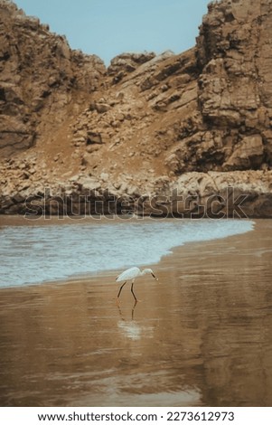 full-length photograph of a bird on the beach while feeding