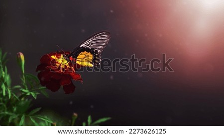 Large butterfly on a marigold flower. Colorful autumn background