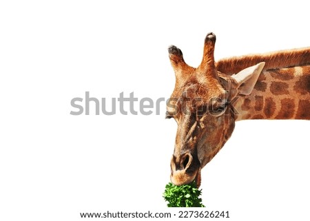 giraffe eating parsley on a white background. Portrait of an ani