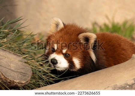 Curious Red Panda is looking at the Camera