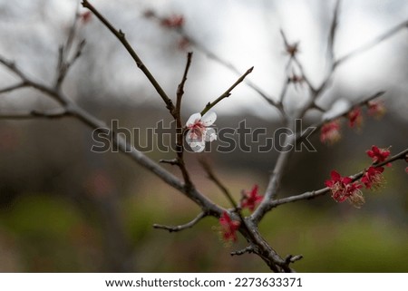 Photo of "Cerasus incisa" blooming in the park