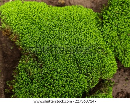 Close up Pincushion moss (Leucobryum glaucum, Pillow moss) on the ground  Royalty-Free Stock Photo #2273637147