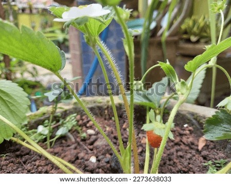 Stock photo of growing strawberry plants starting to bear fruit