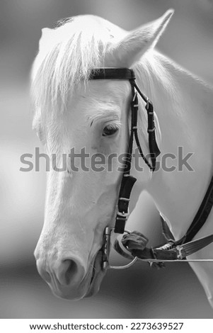 Closeup of face of white horse in black and white image