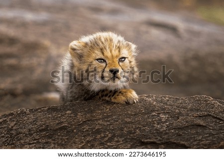 cute cub of cheetah playing 