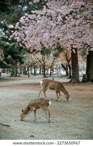 Wild deer enjoying Nara Park (Japan) during cherry blossom season.