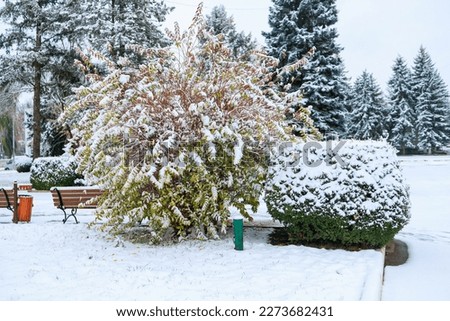 Bush in the snow. Winter background with selective focus