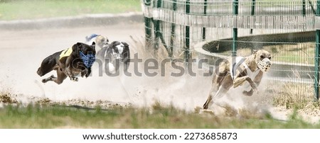 Picture of 4 furious greyhounds racing on sand in Chatillon la palud, France