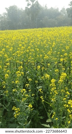 Musterd flower 
Find Mustard Flower stock images in HD and millions of other royalty-free stock photos, illustrations and vectors in the Shutterstock collection.