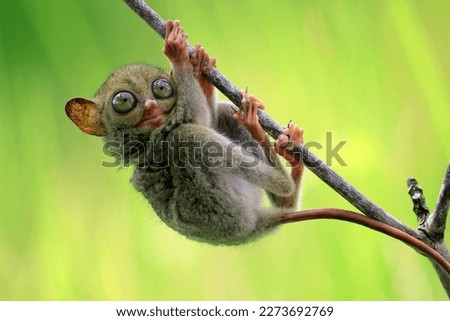 Tarsius, tarsier animals are on a branch of wood