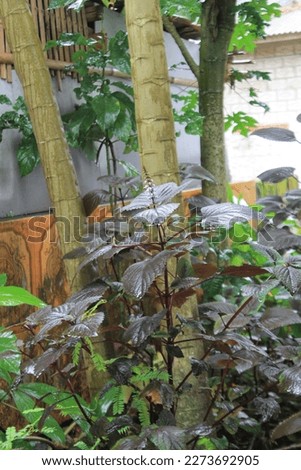 purple ornamental plants with a tree background 
