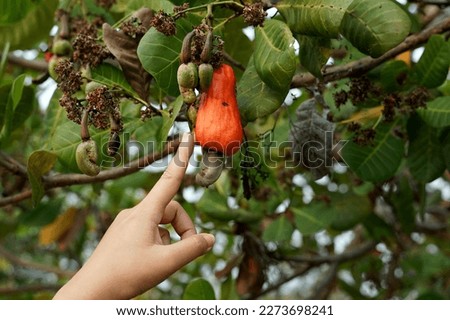 A gardener points his hand at the cashew fruit on the tree. The fruit looks like rose apple or pear.
At the end of the fruit there is a seed, shaped like a kidney.                              