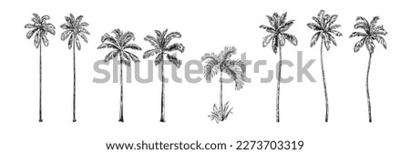 Hand drawn black and white tropical palms. Vector illustration set. Hawaiian plants in realistic style. Foliage design. Botanical elements isolated on a white background. Royalty-Free Stock Photo #2273703319