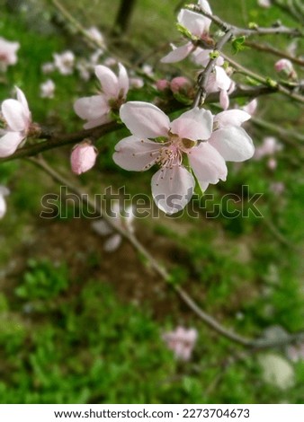 These are peach flowers and now it is the spring season in Swat, Pakistan. The picture shoot on 8th February, 2023.
