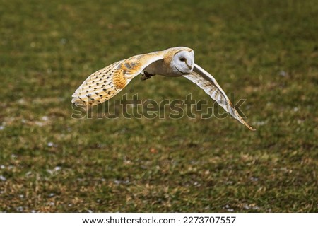 female barn owl (Tyto alba) while flying low over the ground