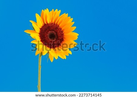 Sunflower  on a blue background, a minimalistic concept Royalty-Free Stock Photo #2273714145