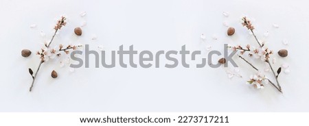 image of spring almond blossoms tree over isolated white background
