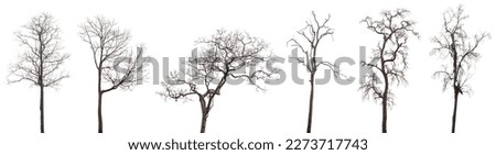 6 dead trees or dry tree collection isolated on white background. Royalty-Free Stock Photo #2273717743
