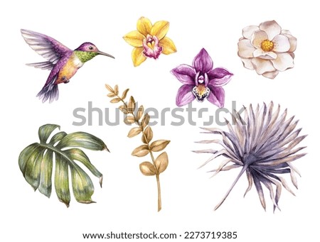 watercolor botanical illustration. Set of tropical floral design elements. Orchid flowers, humming bird, palm leaf. Clip art collection isolated on white background