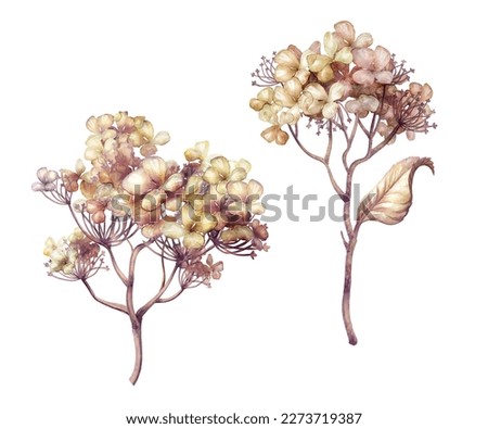 botanical watercolor illustration. Set of herbarium dried hydrangea flowers, rustic floral clip art isolated on white background