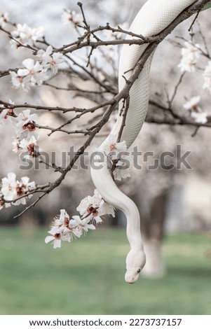 Beautiful white snake with blue eyes on a cherry blossom branch in the park. Ball python on a sakura tree. White python in the Spring Garden. Outdoor exotic pet portrait. Vertical photo