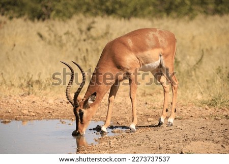 drinking male impala antelope at a waterhole in Etosha NP, Namibia