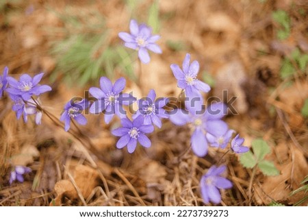 Bright panoramic spring background with Hepatica flowers on outdoors in forest. Blooming blue liverworts in early spring. Beautiful Nature springtime image. 