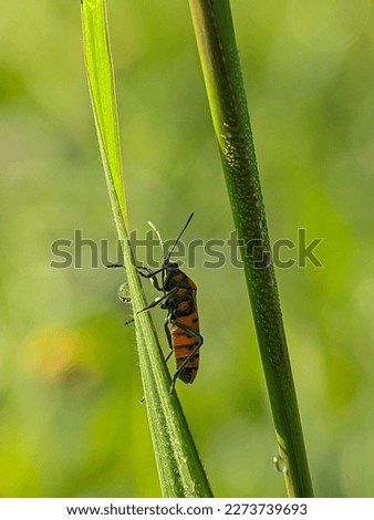 Spilostethus saxatilis is a species of bugs belonging to the family Lygaeidae, subfamily Lygaeinae with macro photos