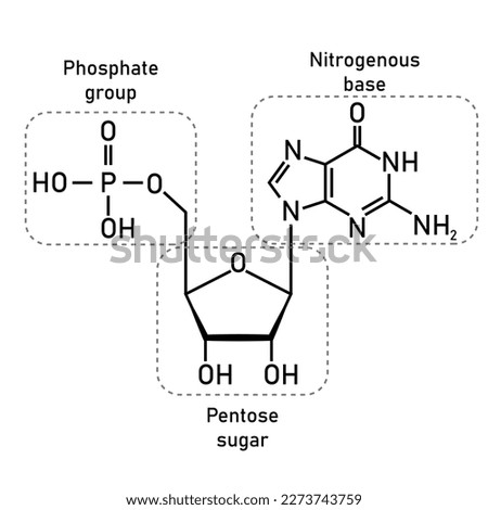 Chemical structure of DNA nucleotide. Three parts of a nucleotide. Phosphate group, pentose sugar and nitrogenous base. Nucleic acids. Vector illustration isolated on white background. Royalty-Free Stock Photo #2273743759