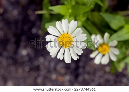 a white flower with the Latin name Zinnia elegans is blooming and looks beautiful