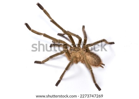 Closeup picture of a mature male of the Singapore blue tarantula spider Omothymus (Lampropelma) violaceopes (Araneae: Theraphosidae), a common pet arachnid photographed on white background.