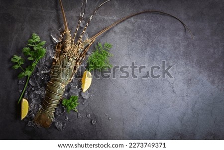 spiny lobster seafood on ice, fresh lobster or rock lobster with herb and spices lemon coriander parsley on dark background, raw spiny lobster for cooking food or seafood market - top view Royalty-Free Stock Photo #2273749371