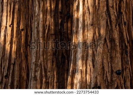 Sequoia Layers Horizontal Background Image in late afternoon light