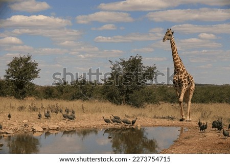 african waterhole scenery with a tall giraffe and guinea fowls, very nice blue sky with scattered clouds background