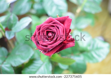 beautiful red rose as element holiday decoration