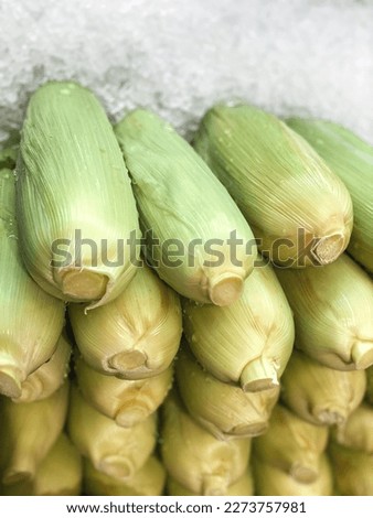Fresh corn harvest in ice for sale 