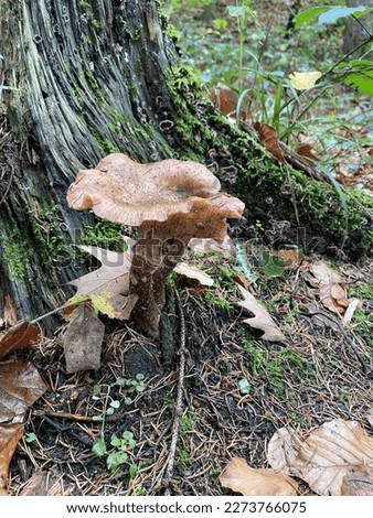 mushrooms, autumn, honey mushrooms, forest, nature, moss, warm, wild life, stock for the winter, vegan