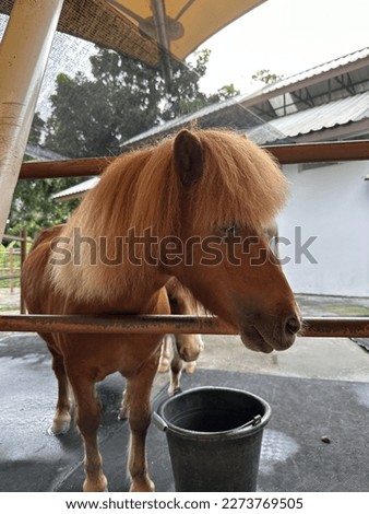 portrait of pony horse, eating grass