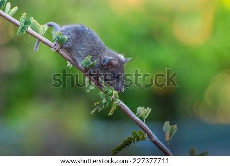 Rat climbing on tree