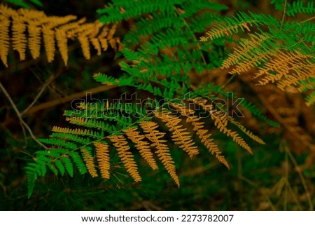 Green fern in summer in the forest, individual plant parts orange due to lack of water, climate change