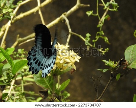Photo of butterfly on a flower