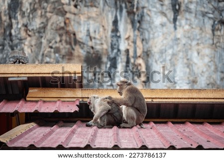 Monkey take care each other by finding louse or grooming. Monkeys live together in social groups. All members contribute by helping to defend food sources, raise young, and watch for predators.