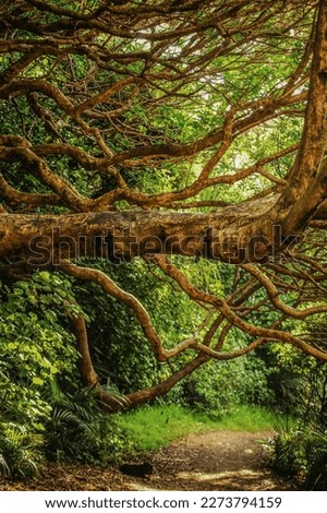 Fairy tail tree in the forest