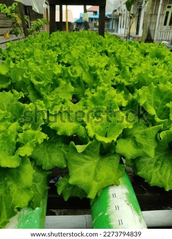 lettuce hidroponik, leaf, green, fresh