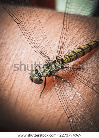 This is a picture of Dragonfly. This photo is taken from close up.