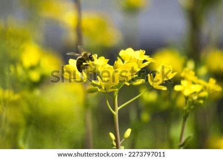 Close-up of beautiful yellow rape blossoms