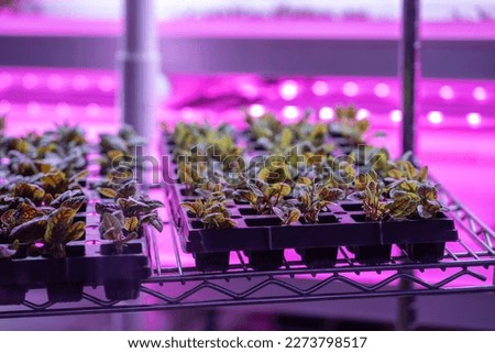 Greenhouse shelves lettuce filled with Swiss chard lit with UV neon light to keep pests away. Hothouse with food herbs for farmers markets with natural food cultivated without pesticides Royalty-Free Stock Photo #2273798517