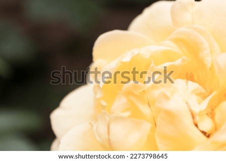 Macro shot of a yellow prize rose  (Rosa) in full bloom